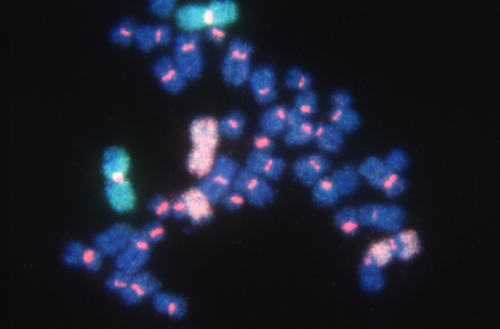 Cambio Excellence in Molecular Biology Chromosome Painting